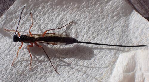 Dolichomitus sp.